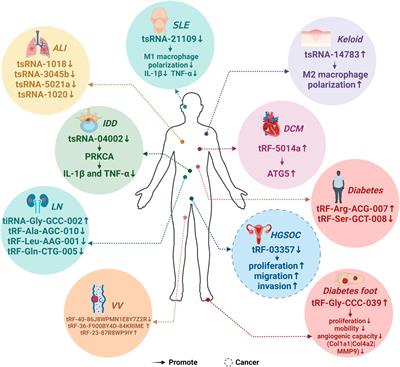 Unveiling the role of tRNA-derived small RNAs in MAPK signaling pathway: implications for cancer and beyond